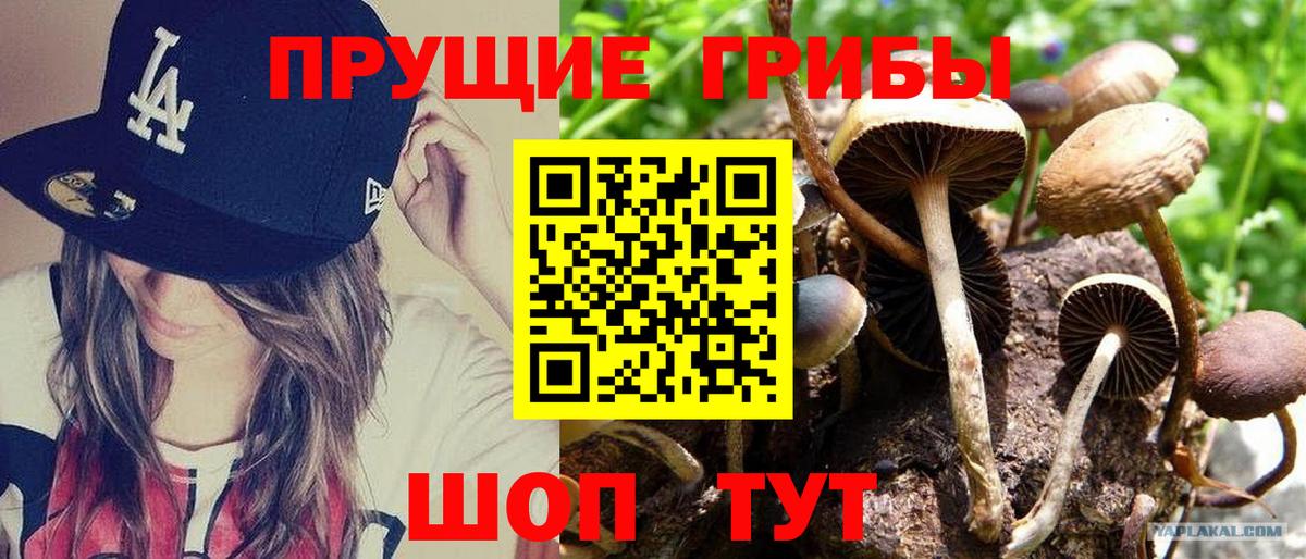 Городец  Псилоцибиновые грибы Cubensis  Галлюциногенные грибы Cubensis  Вход с VPN 
